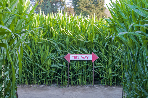 This way sign on maize crop