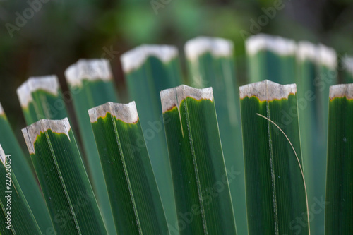 Palmetto Frond Patterns