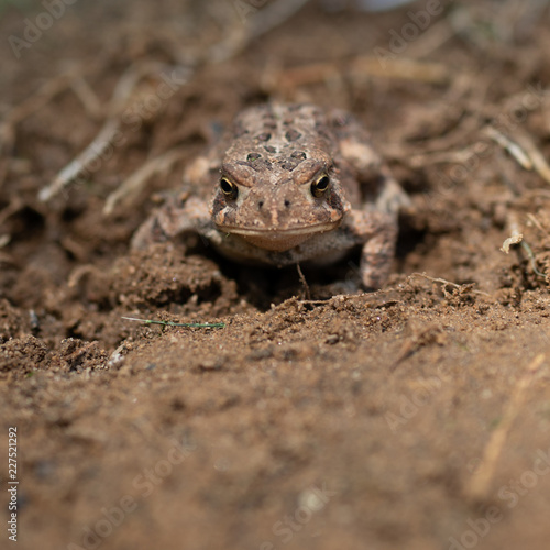 Toad head on Closeup