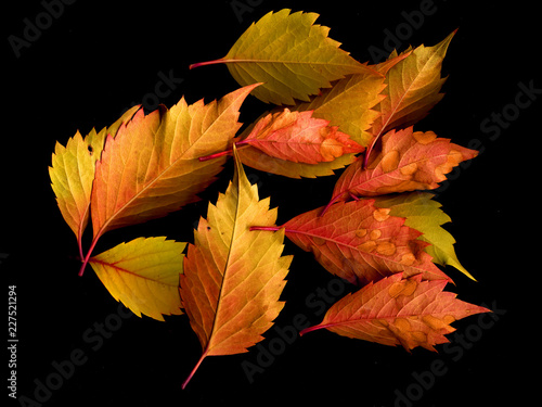 Autumn colorful leaves on a black background.