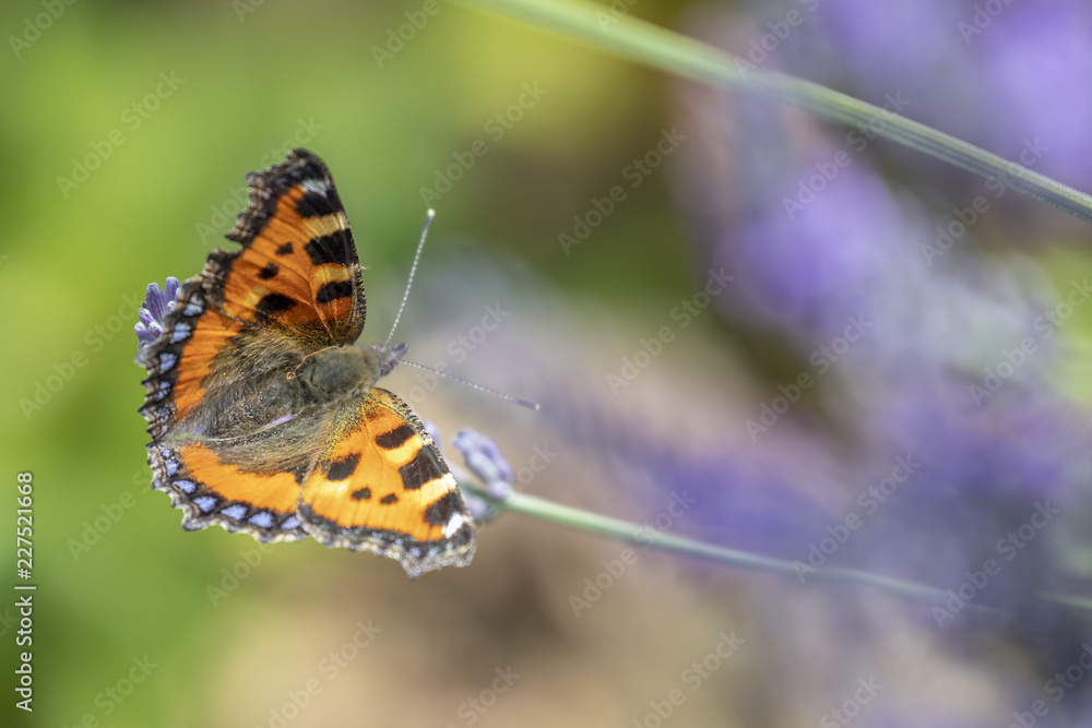 Obraz premium Schmetterlinge am Lavendel