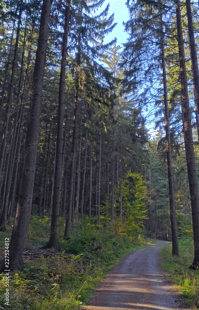 Fototapeta premium Road in the Czech forest