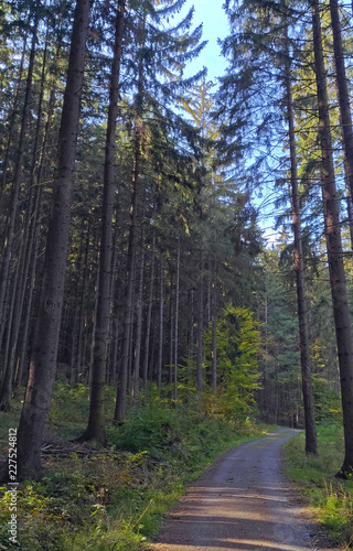 Road in the Czech forest