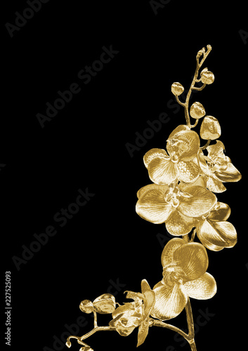 Golden Orchid on a black background .