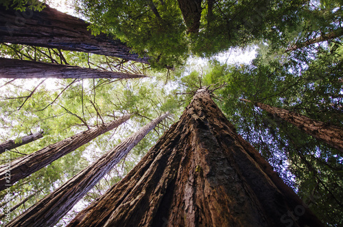Fotografia Sequoia forest