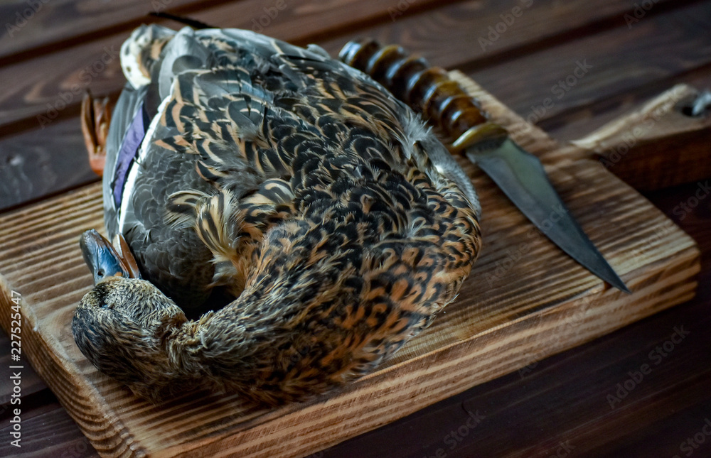 Obraz premium Killed duck before cooking.