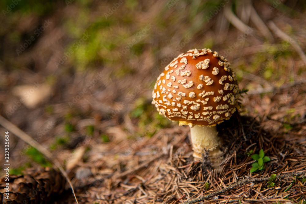 Amanita Muscaria, poisonous mushroom in the forest Amanita Muscaria, poisonous mushroom in the forest