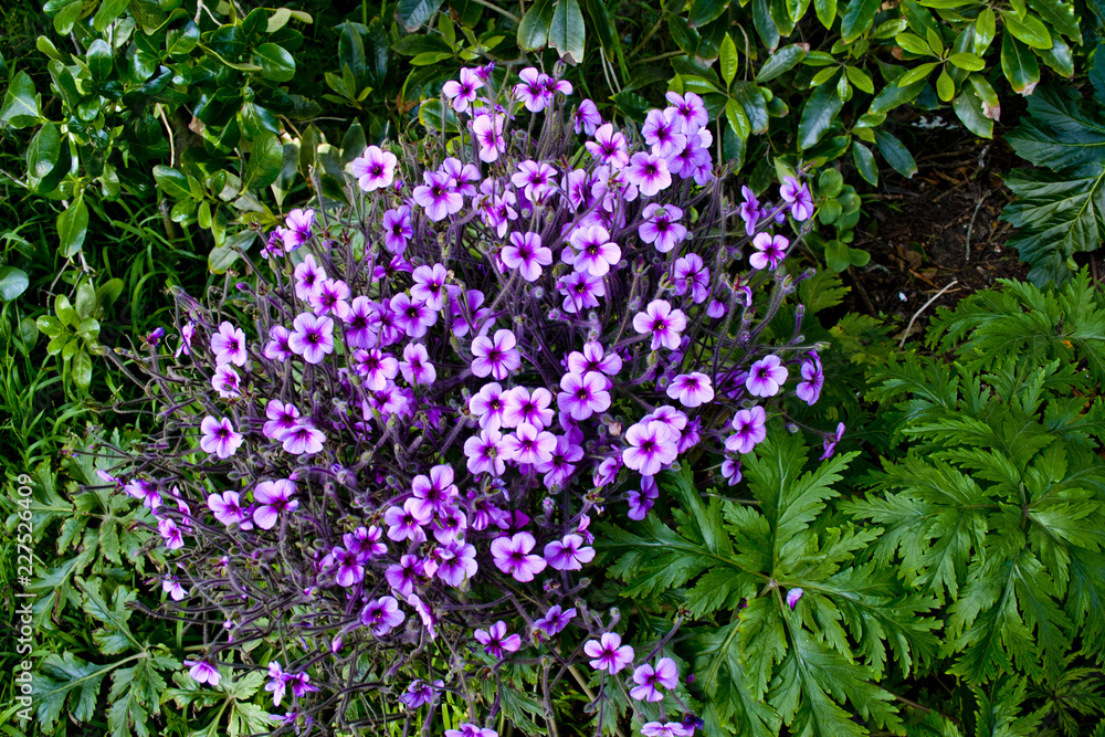 Beautiful flowers in San Francisco Beautiful flowers in San Francisco