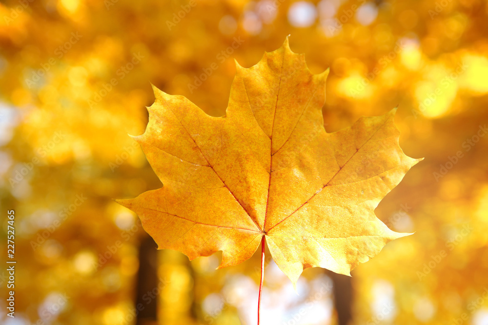 single leaf of orange yellow maple with forest tree in autumn or fall with morning sunlight seasonal nature background single leaf of orange yellow maple with forest tree in autumn or fall with morning sunlight seasonal nature background