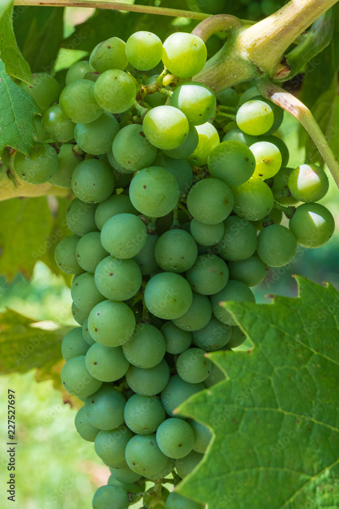 Cluster of green grapes on a vine in northern Italy