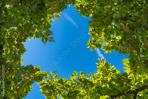 Green tree tops seen from below with blue sky and sunlight