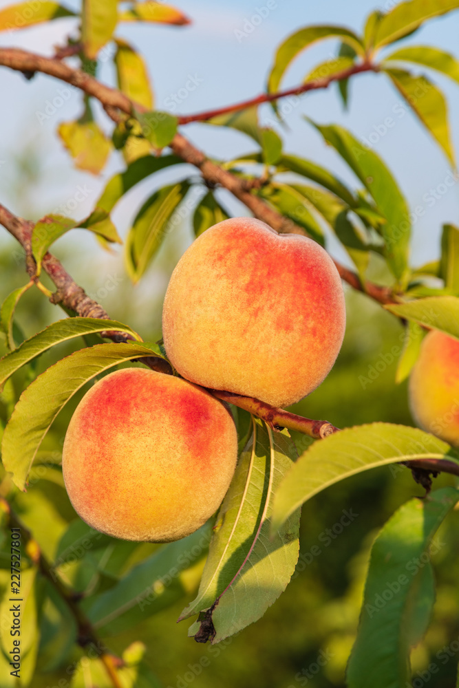 Fresh peaches on a branch with blurred background Fresh peaches on a branch with blurred background