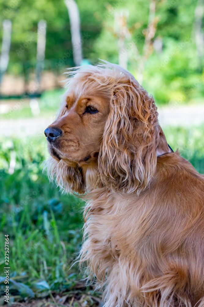 Portrait of a serious beautiful shaggy brown cocker spaniel dog standing on grass and looking to the left side of the image. The animal is under a tree shadow in a bright springtime day Portrait of a serious beautiful shaggy brown cocker spaniel dog standing on grass and looking to the left side of the image. The animal is under a tree shadow in a bright springtime day