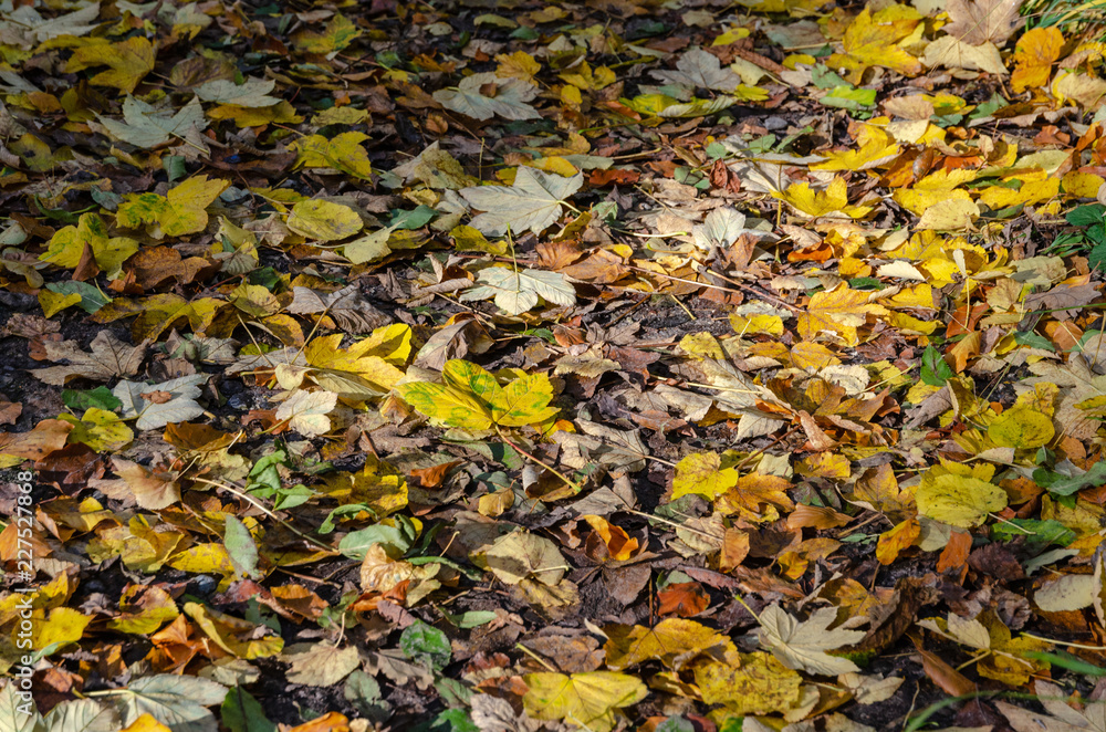 Leaves on the forest floor in the fall with a bit of sunlight Leaves on the forest floor in the fall with a bit of sunlight