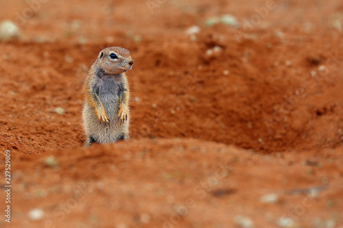 The Cape ground squirrel (Xerus inauris), a young individual sneezes a resting mother.Young sguirel in red desert sand. photo