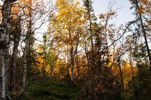 Autumn in the wild forest