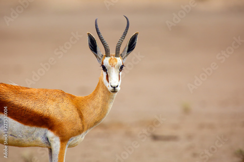 The springbok (Antidorcas marsupialis) , portrait of the female antelope. photo