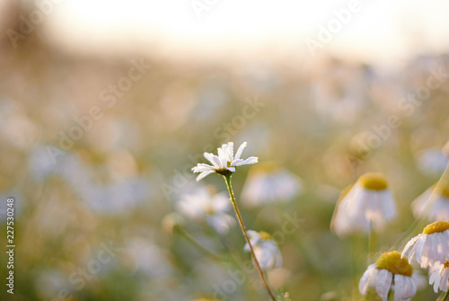 Chamomile in the morning meadow