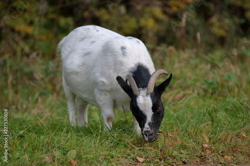 Small white-black goat in meadow, eating, funny face, in background autumnal plants in soft focus.