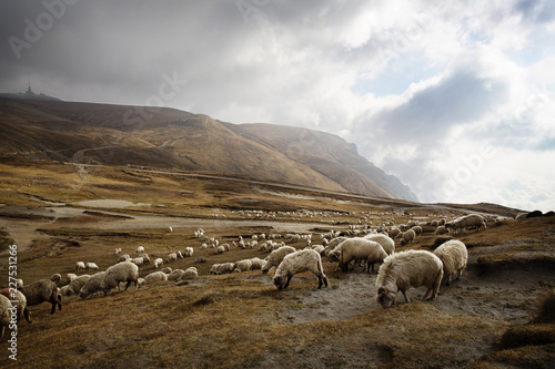 Flock of sheep on field against cloudy sky