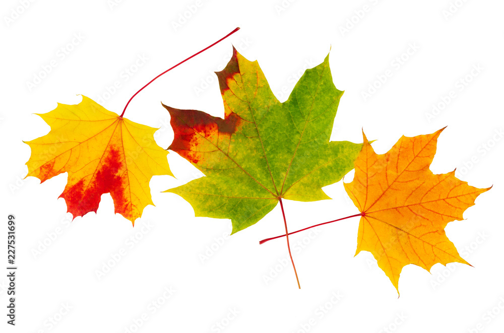 Autumn maple leaf isolated on white. Maple leaves Autumn maple leaf isolated on white. Maple leaves