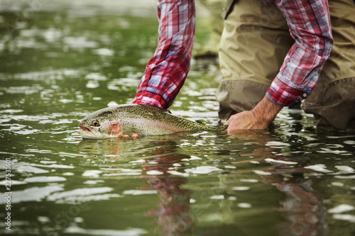 Quadro su tela Midsection of man holding Brown Trout in river