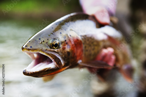 Φωτογραφία Close up of brown trout
