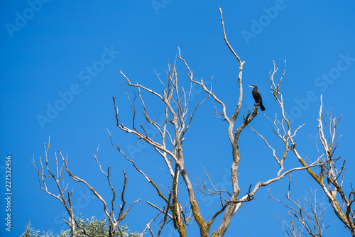 Great Cormorant (phalacrocorax carbo) perched in a tree in the Danube Delta