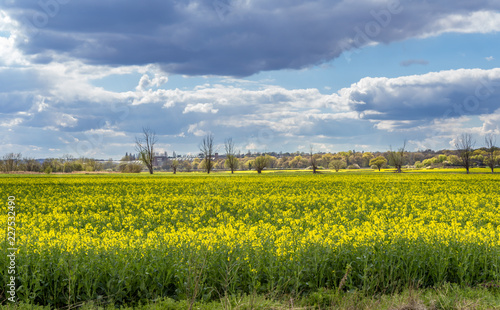 Rapeseed field in bloom with trees and cloudy sky in the background photo