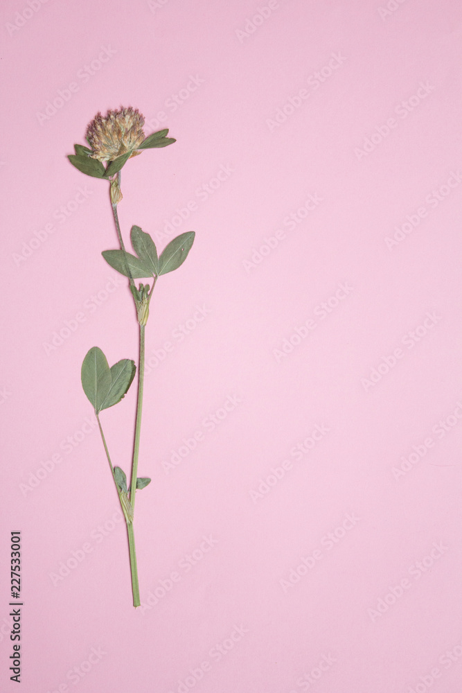 Pressed and dried flowers of red clover on pink background copy space, floristry,herbarium, copy space