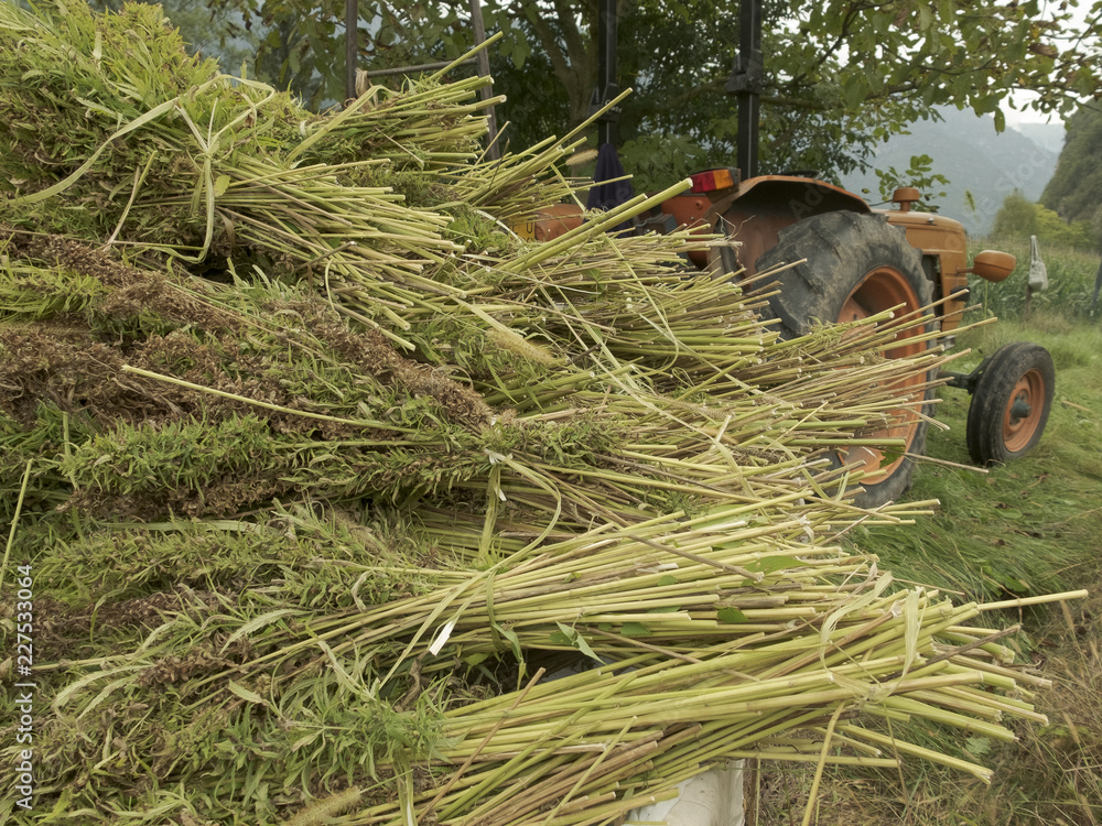Bundles of hemp plants on the trailer - obrazy, fototapety, plakaty 