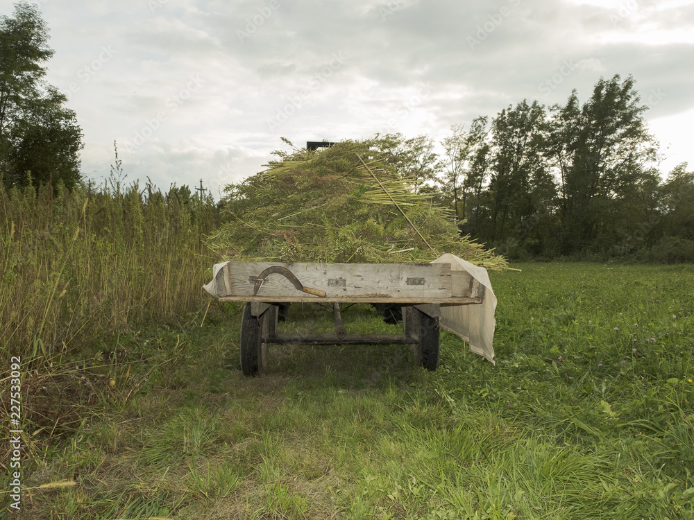 Bundles of hemp plants on the agricultural trailer