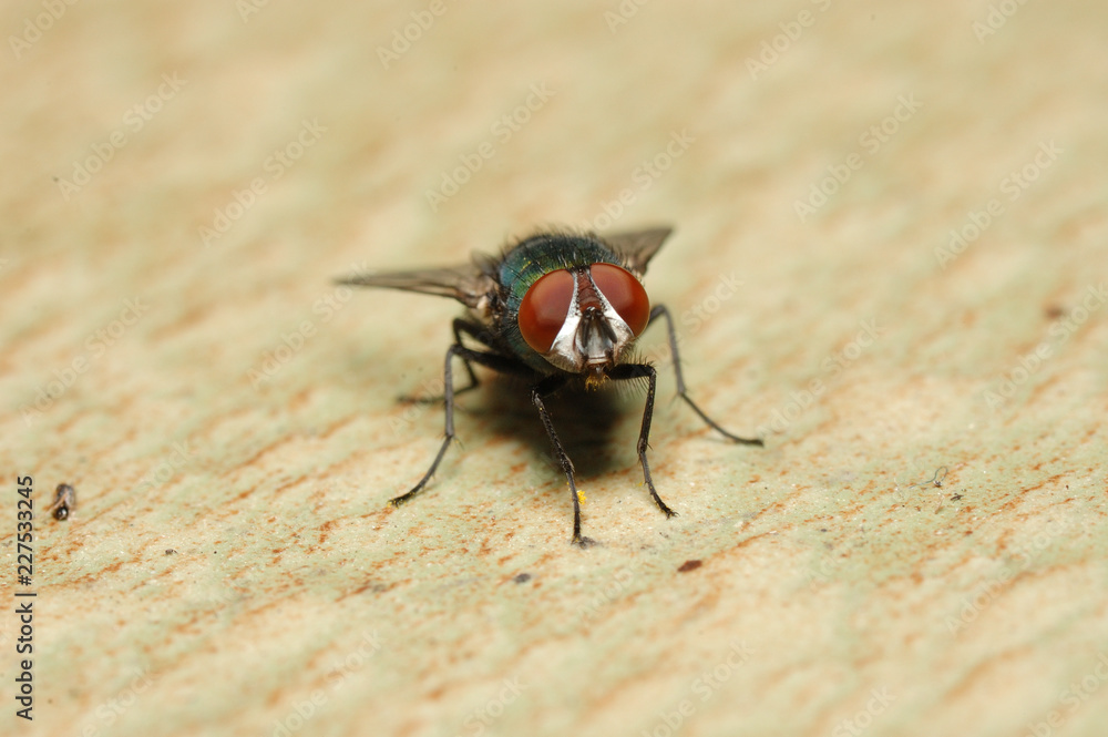 Fliege ganz nah Fliege ganz nah