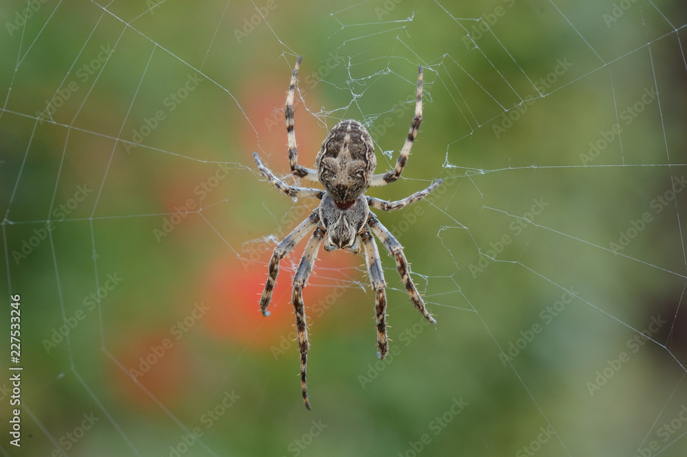 Spinne Spinne