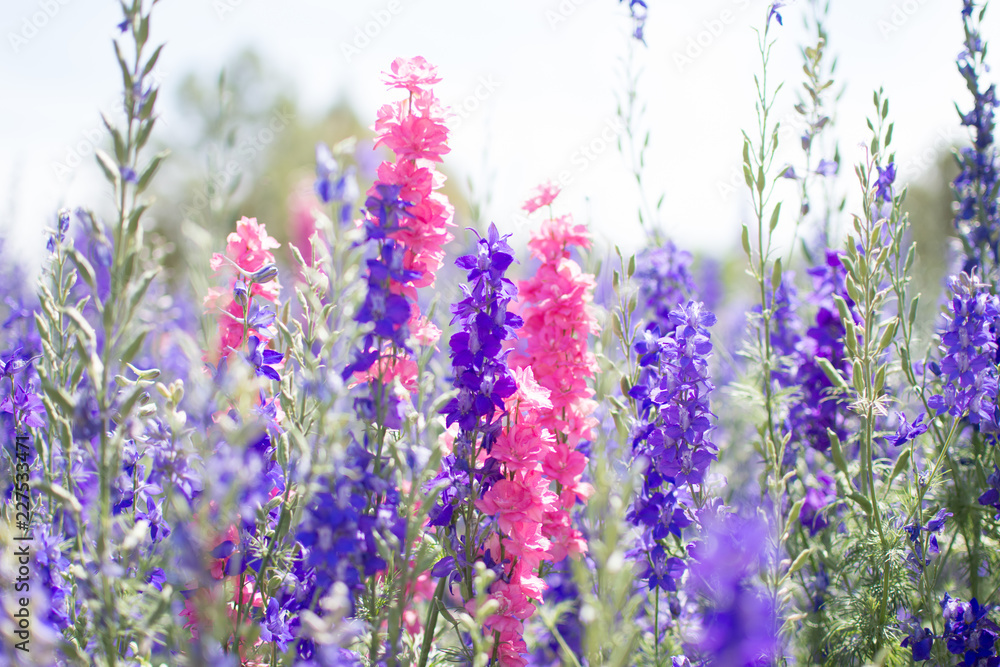 Naklejka premium snapdragons