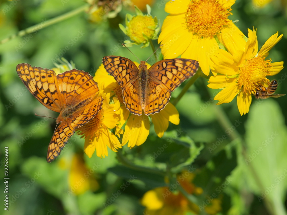 Naklejka premium The Gulf Fritillary is a common butterfly in Texas year long. It hibernates and does not migrate like the Monarch, the state's official butterfly.