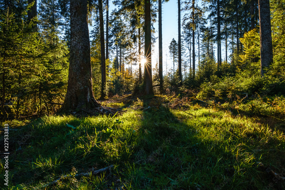 Fototapeta premium Forest