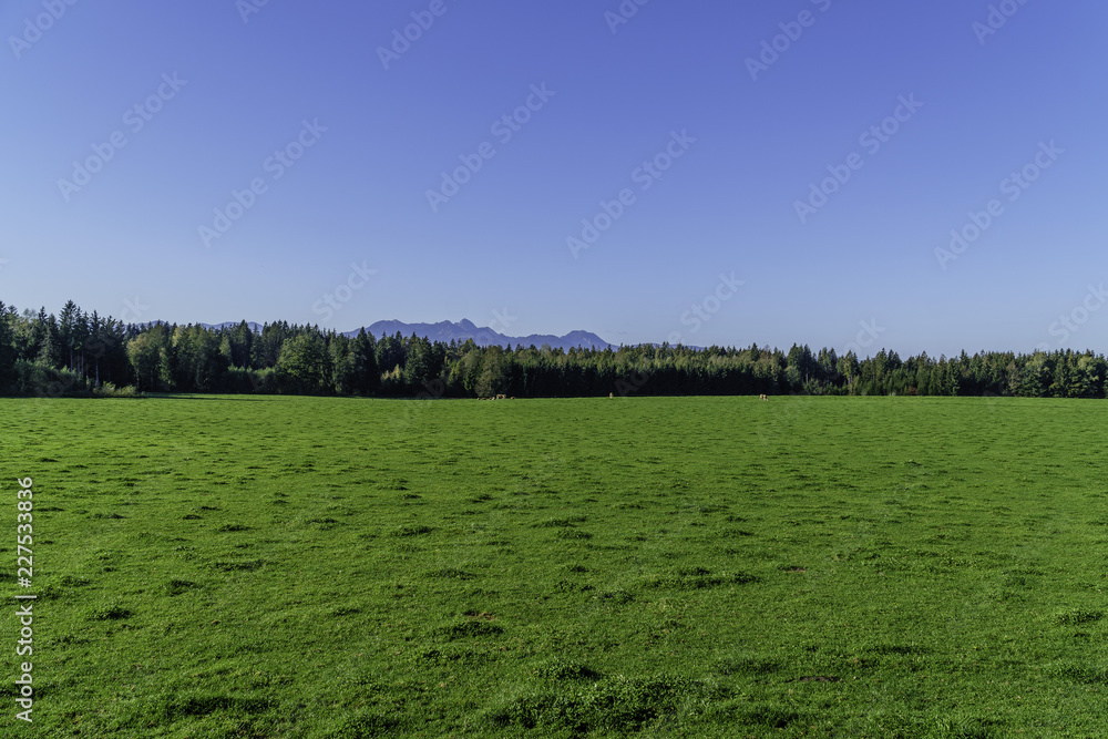 The green meadow - rural landscape