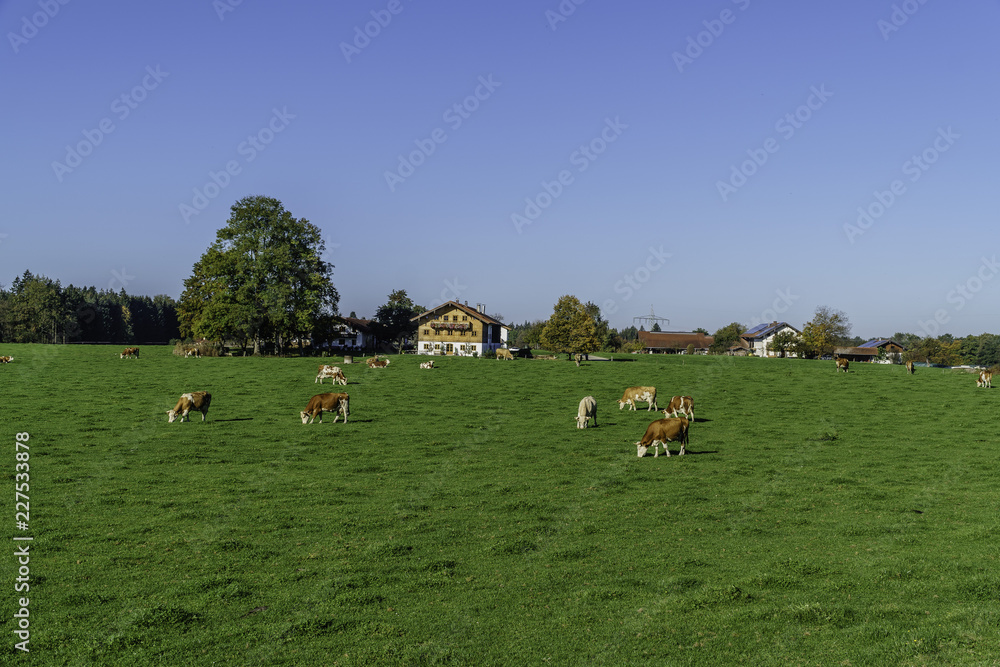 Cows in the meadow -farm 