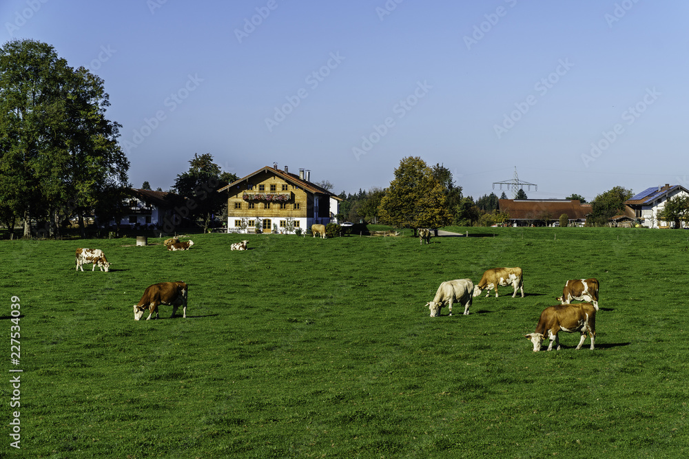 Fototapeta premium herd of cows grazing in field
