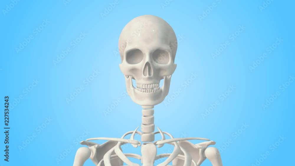 Realistic Human Skeleton rotating on a blue background. Seamless loop Realistic Human Skeleton rotating on a blue background. Seamless loop