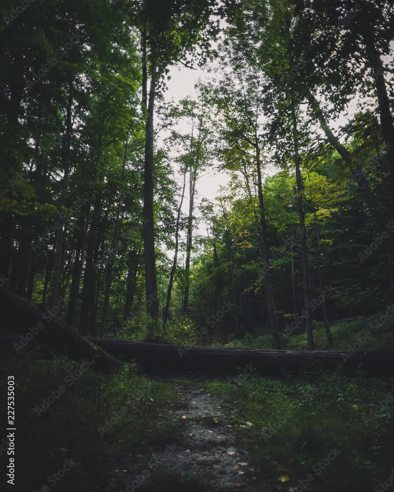 Obraz premium nature reserve at sunset