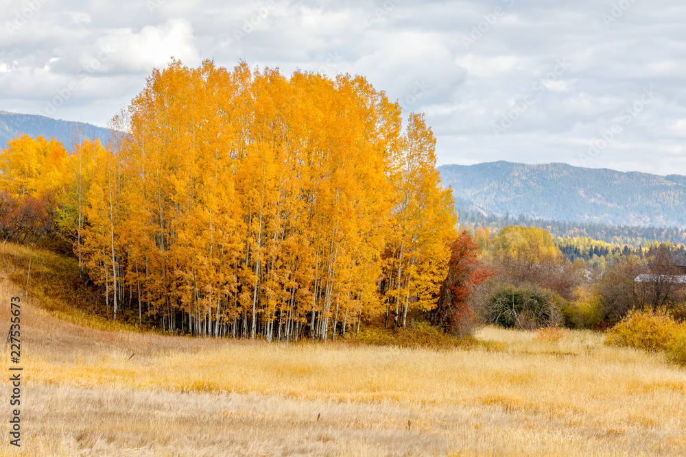 Fototapeta premium Autumn trees in brilliant color in rural countryside in northwestern Montana