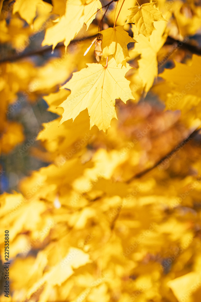 Bright yellow maple leaves at sunny day, soft focus. Foliage, fall season concept