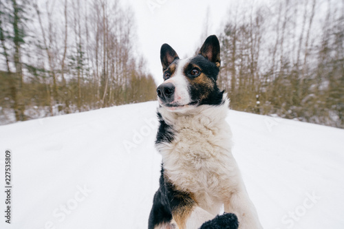 Dog - human`s true friend. Owner holding paws of his adorable puppy with funny muzzle and kind eyes. Beautiful lovely happy breeding dog wide angle winter outdoor portrait. Domestic smiling pet. © benevolente