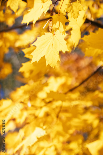 Bright yellow maple leaves at sunny day, soft focus. Foliage, fall season concept
