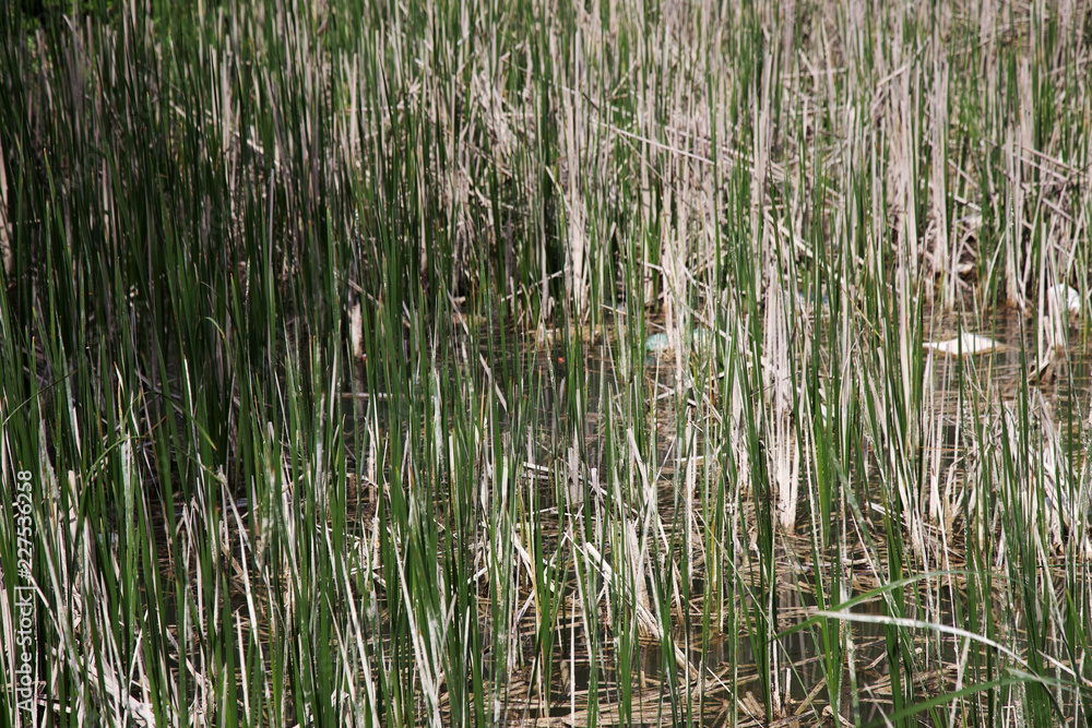 natural pond is polluted with sewage and household garbage. Contaminated water from canalization channels pollutes nature. Environmental problem of environmental pollution natural pond is polluted with sewage and household garbage. Contaminated water from canalization channels pollutes nature. Environmental problem of environmental pollution