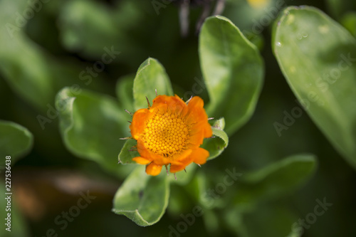 tiny orange bloom