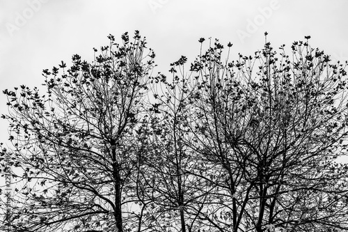 Wallpaper Mural Abstract autumn monochrome texture, black and white.. High maple trees with leaves fallen, lying in blue autumn sky. Color hunters, autumn palette. Torontodigital.ca
