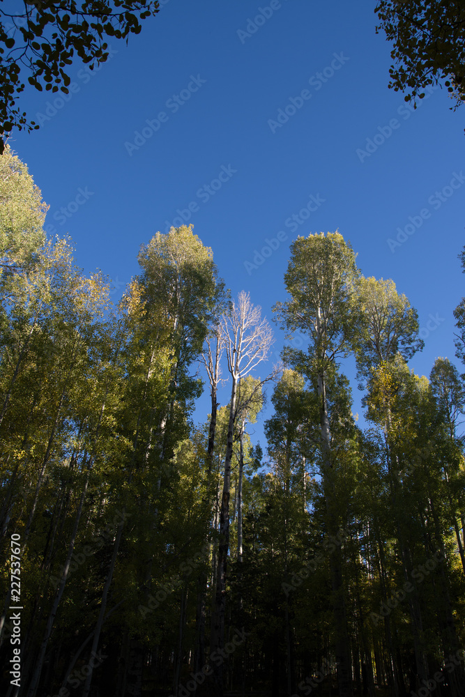 Fototapeta premium trees in forest